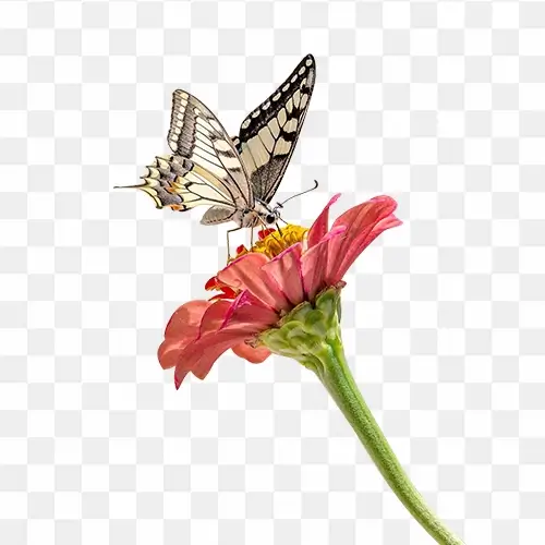 Butterfly on flower png